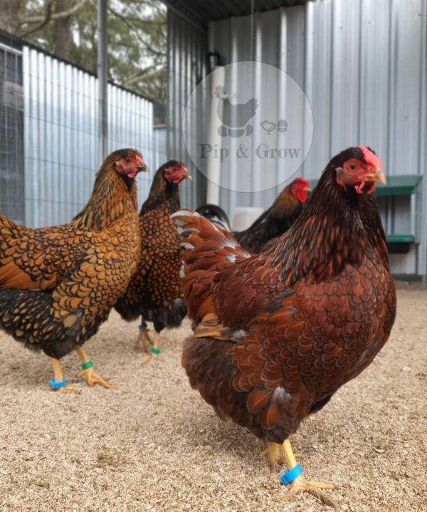 *ORDER CLOSED* Wyandotte Fertile Egg (each) - Image 4