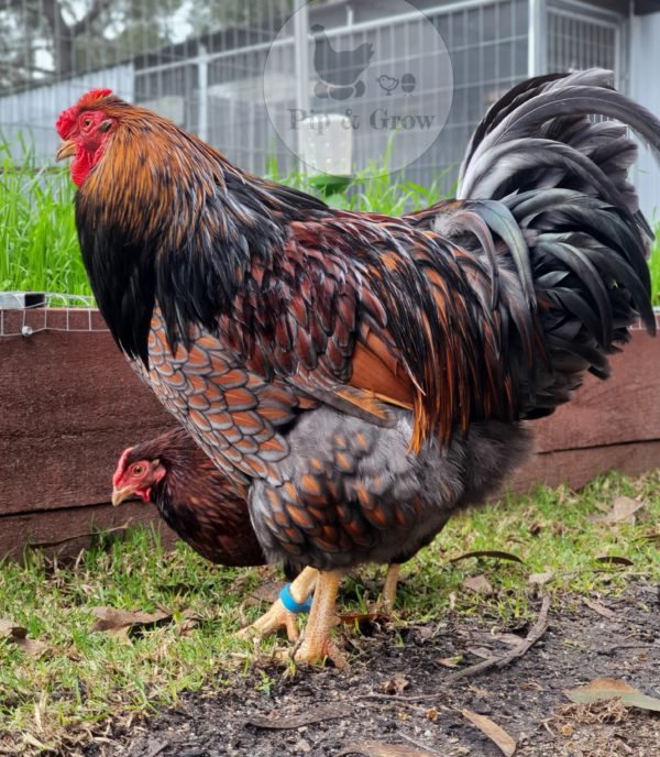 *ORDER CLOSED* Wyandotte Fertile Egg (each) - Image 5