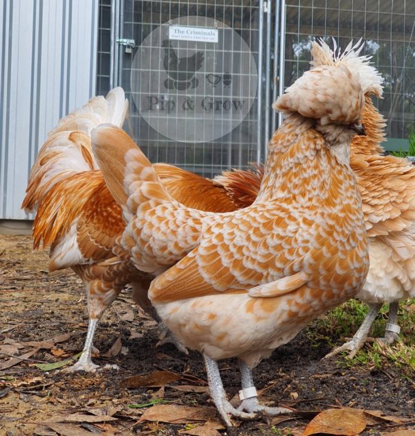 *ORDER CLOSED* Buff laced Polish Fertile Egg (each) - Image 8