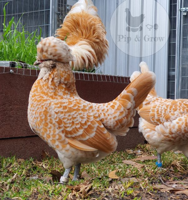 *ORDER CLOSED* Buff laced Polish Fertile Egg (each) - Image 5