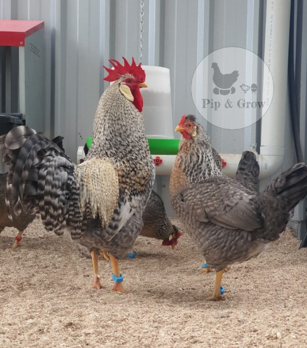 *ORDER CLOSED* Cream Legbar Fertile Egg (each)