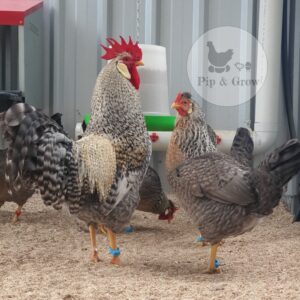 *ORDER CLOSED* Cream Legbar Fertile Egg (each)