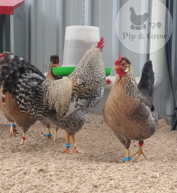*ORDER CLOSED* Cream Legbar Fertile Egg (each) - Image 6