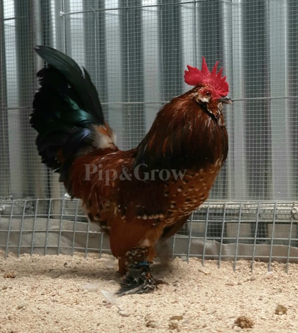 *ORDER CLOSED* Belgian D'uccle Fertile egg (each) - Image 17