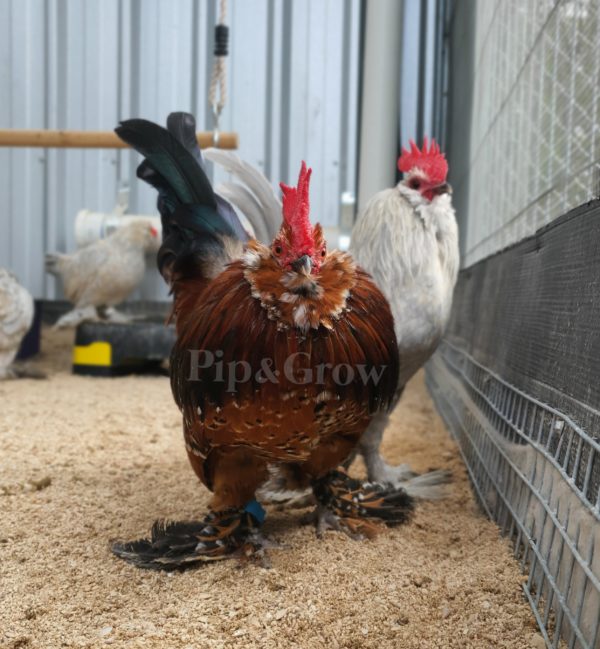 *ORDER CLOSED* Belgian D'uccle Fertile egg (each) - Image 7