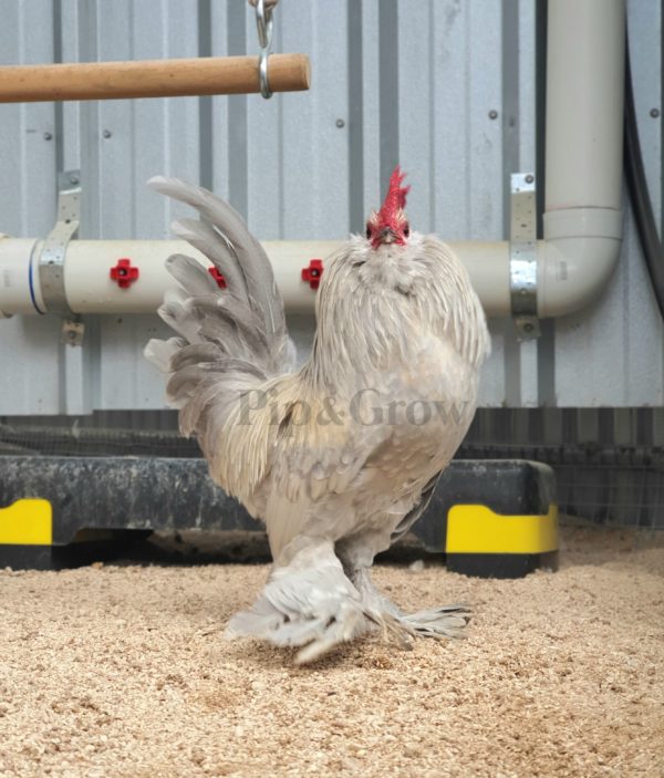 *ORDER CLOSED* Belgian D'uccle Fertile egg (each) - Image 11
