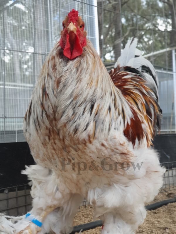 *ORDER CLOSED* Splash Partridge Brahma Fertile Egg (each) - Image 5