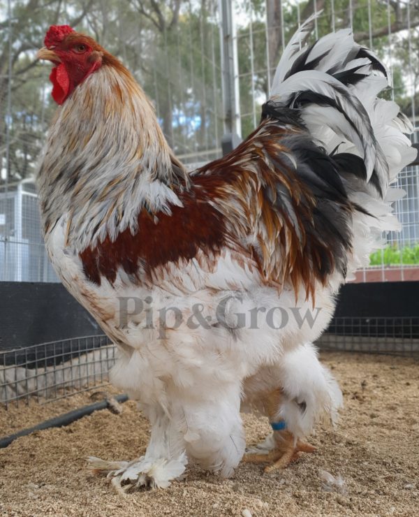 *ORDER CLOSED* Splash Partridge Brahma Fertile Egg (each) - Image 3