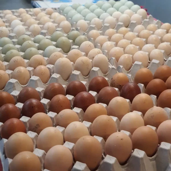 Pot Luck Fertile egg (each) - Image 22