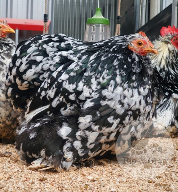 *ORDER CLOSED* Pekin Black & Blue Mottled Fertile egg (each) - Image 9