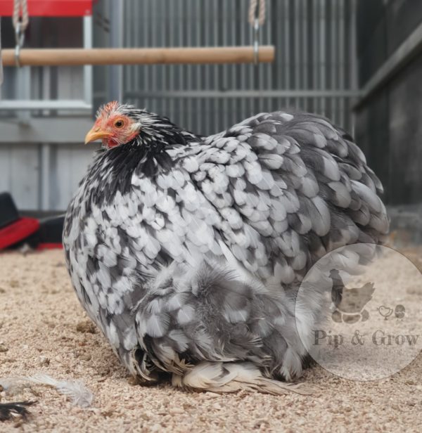 *ORDER CLOSED* Pekin Black & Blue Mottled Fertile egg (each) - Image 7