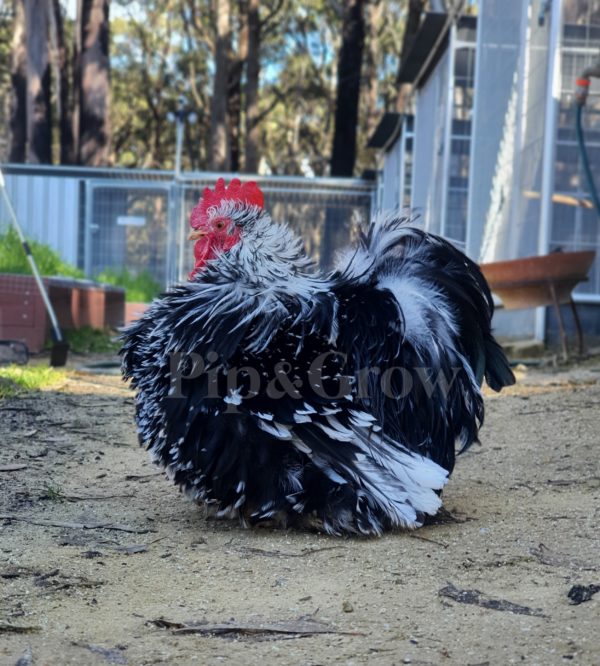 *ORDER CLOSED* Pekin Black & Blue Mottled Fertile egg (each) - Image 6