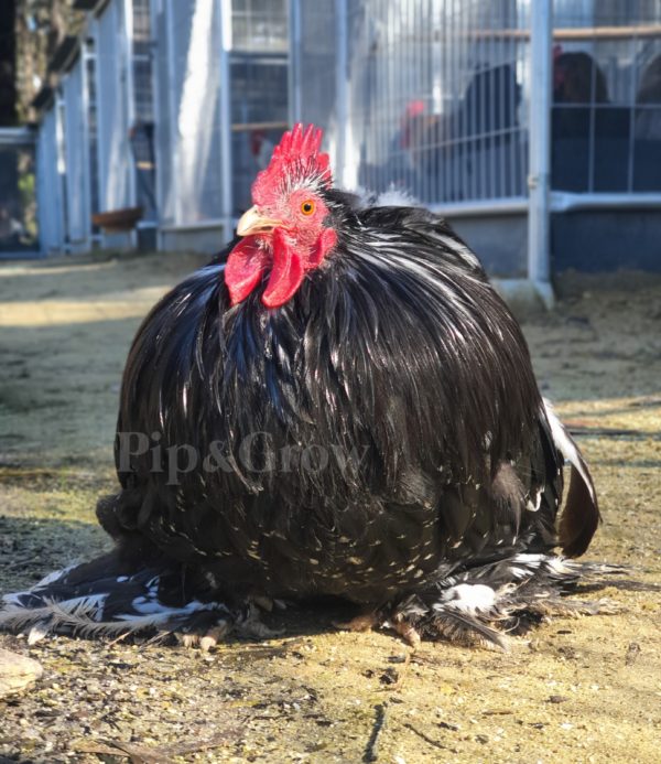 *ORDER CLOSED* Pekin Black & Blue Mottled Fertile egg (each) - Image 17