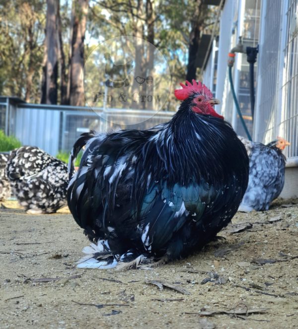 *ORDER CLOSED* Pekin Black & Blue Mottled Fertile egg (each) - Image 5