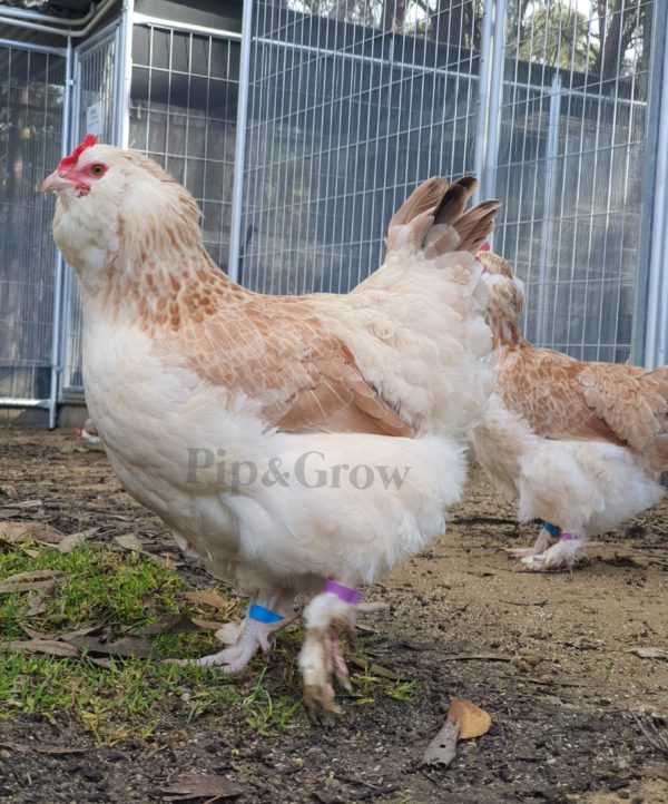 *ORDER CLOSED* Salmon Faverolles Fertile Egg (each) - Image 16