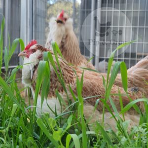 18wks+ Pullets & Hens