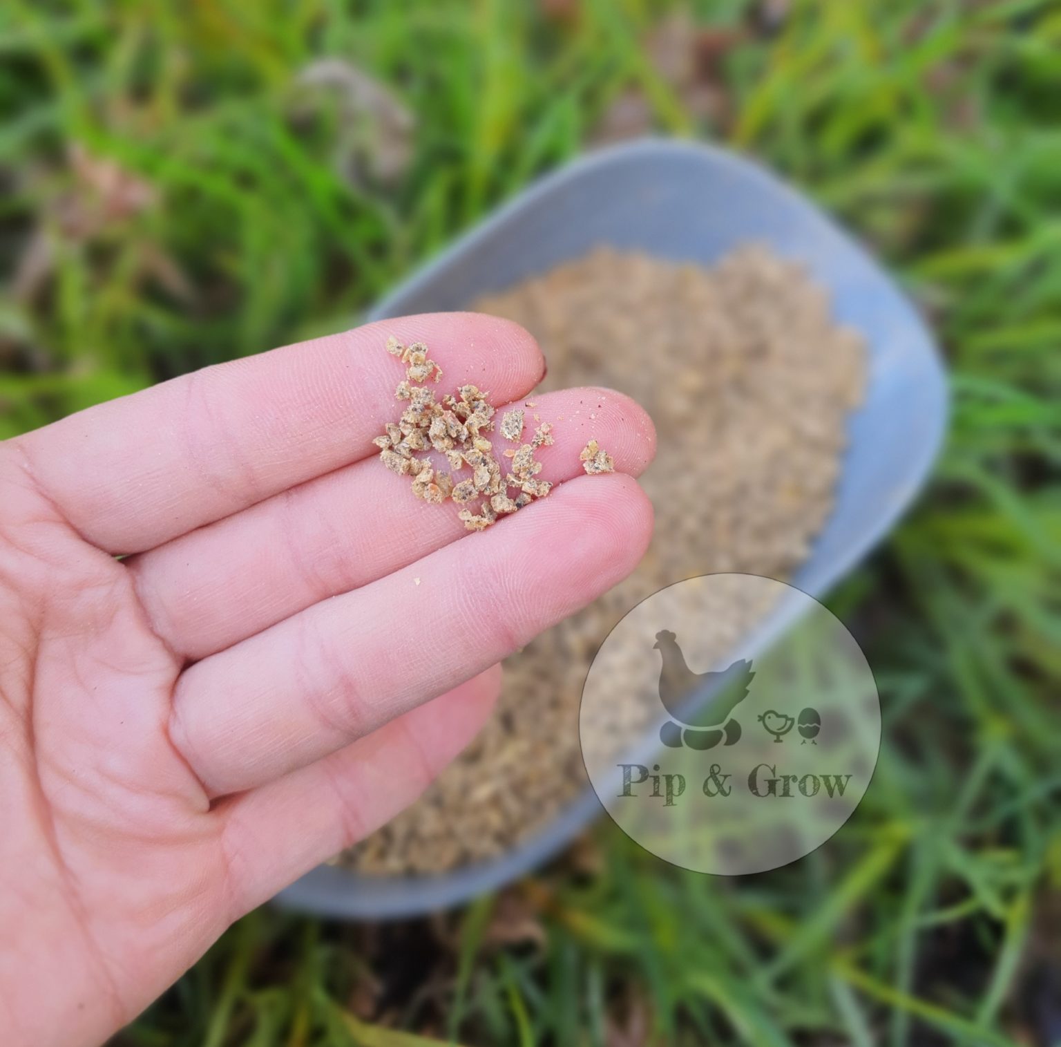 Chick starter medication antibiotic free pip grow