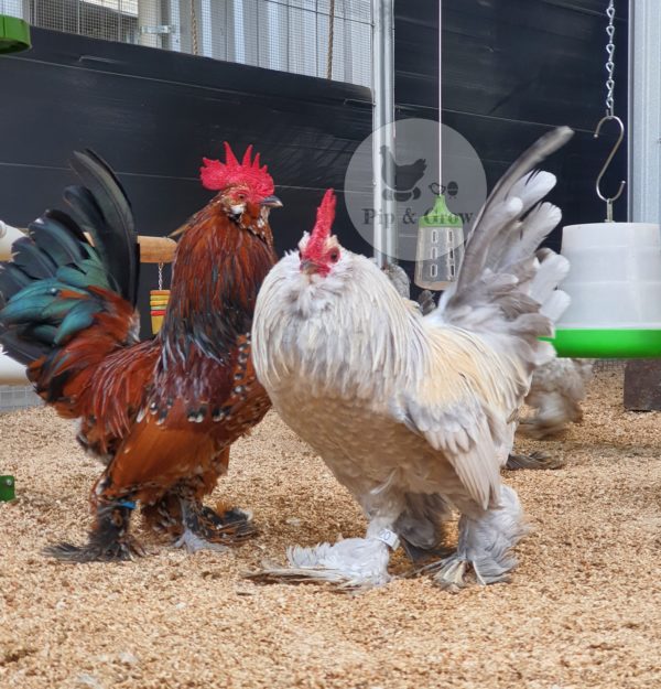 *ORDER CLOSED* Belgian D'uccle Fertile egg (each) - Image 6