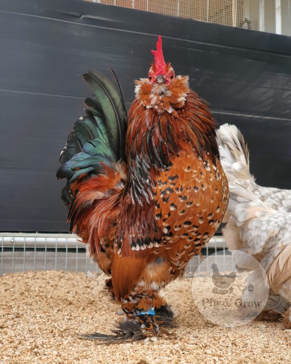 *ORDER CLOSED* Belgian D'uccle Fertile egg (each) - Image 18
