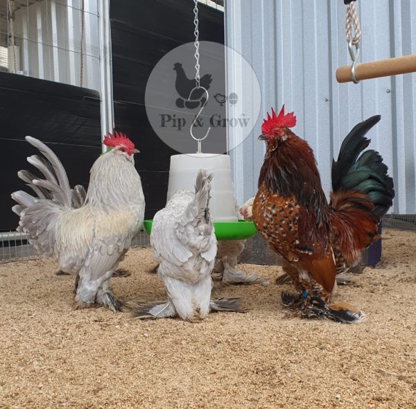 *ORDER CLOSED* Belgian D'uccle Fertile egg (each) - Image 8