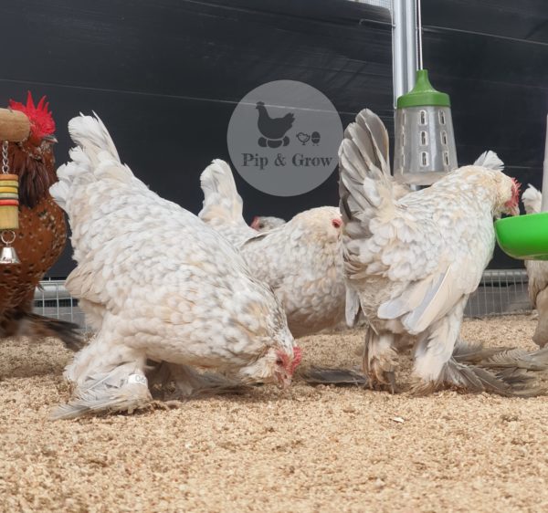 *ORDER CLOSED* Belgian D'uccle Fertile egg (each) - Image 20