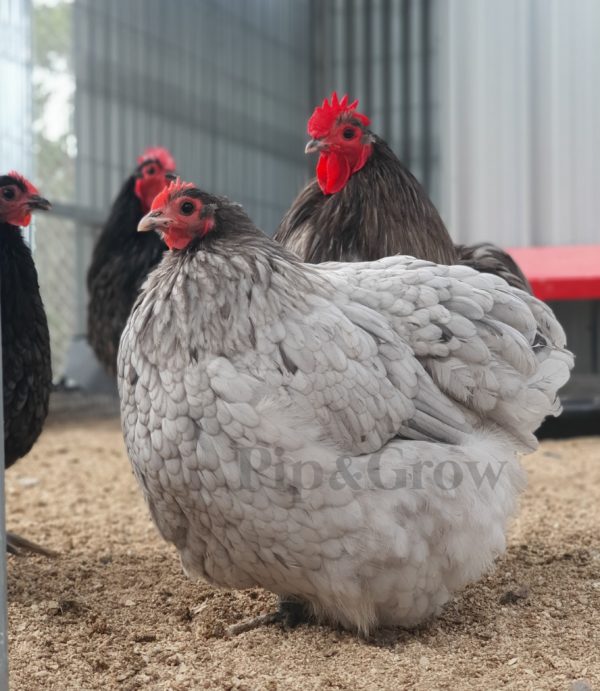 *ORDER CLOSED* Blue Bantam Orpington Fertile egg (each) - Image 8