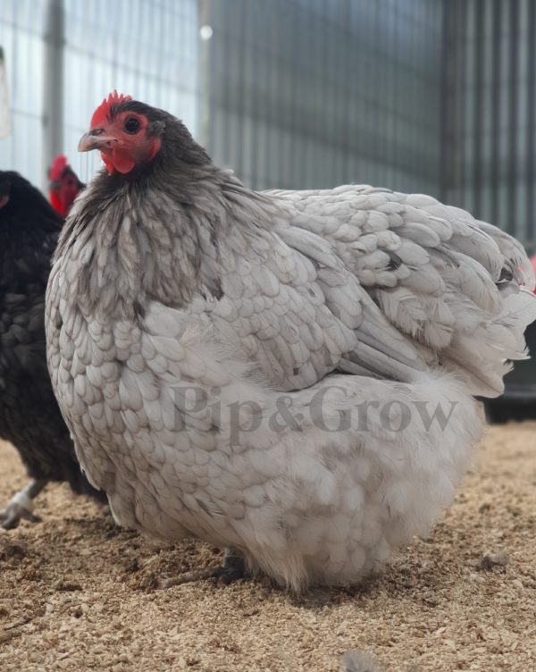 *ORDER CLOSED* Blue Bantam Orpington Fertile egg (each) - Image 6