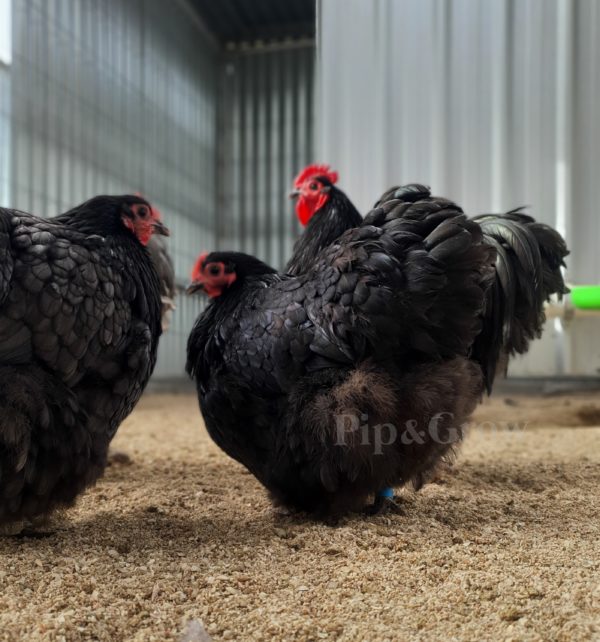 *ORDER CLOSED* Blue Bantam Orpington Fertile egg (each) - Image 5