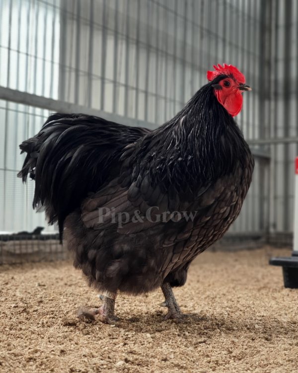 *ORDER CLOSED* Blue Bantam Orpington Fertile egg (each) - Image 10