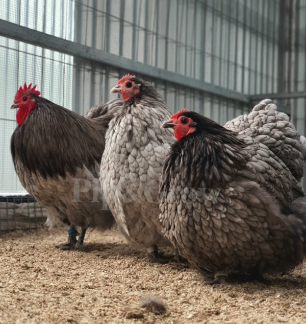 *ORDER CLOSED* Blue Bantam Orpington Fertile egg (each) - Image 9