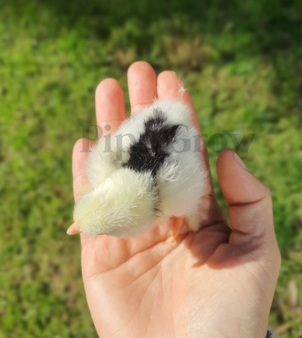 *ORDER CLOSED* Pekin Black & Blue Mottled Fertile egg (each) - Image 4