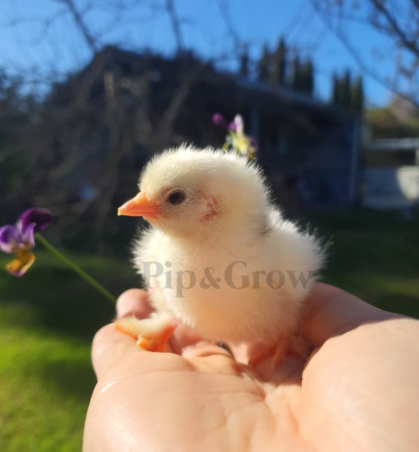 *ORDER CLOSED* Pekin Black & Blue Mottled Fertile egg (each) - Image 3