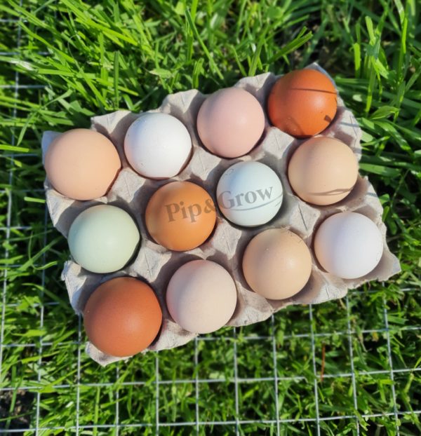 Pot Luck Fertile egg (each) - Image 3