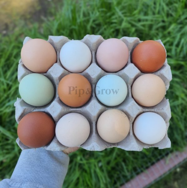 Pot Luck Fertile egg (each)