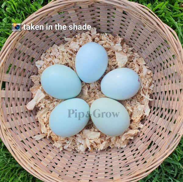 Araucana Fertile egg (each) - Image 2