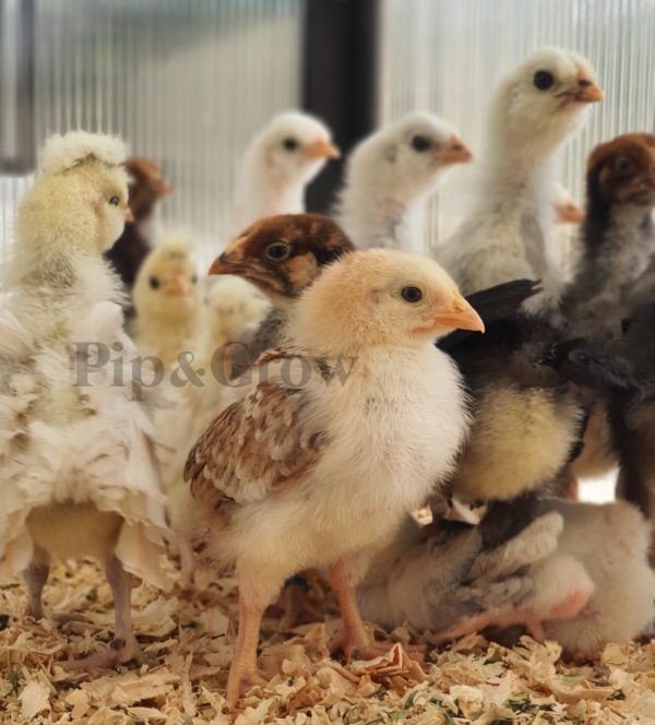 2-6wks old Sexed Female Chicks