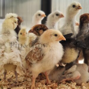 2-6wks old Sexed Female Chicks