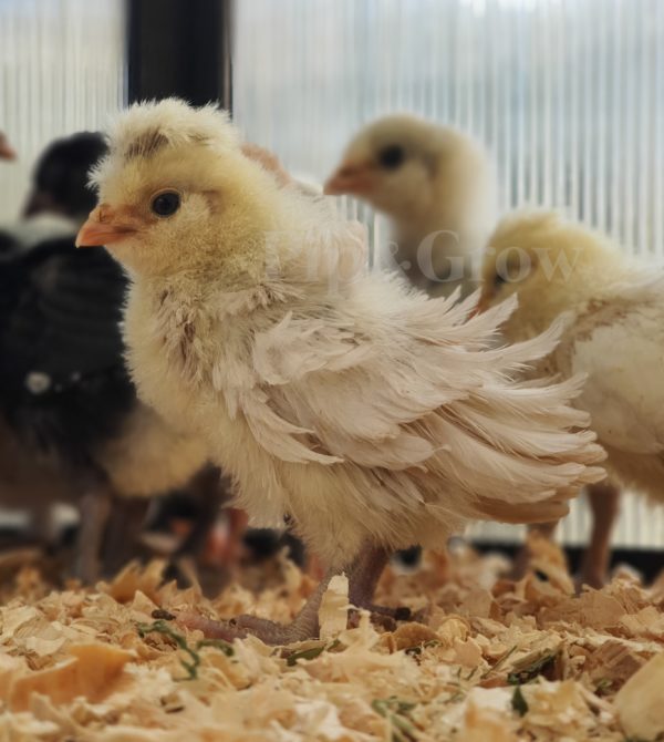 *10/10/2026* SEXED Chicks - Image 11
