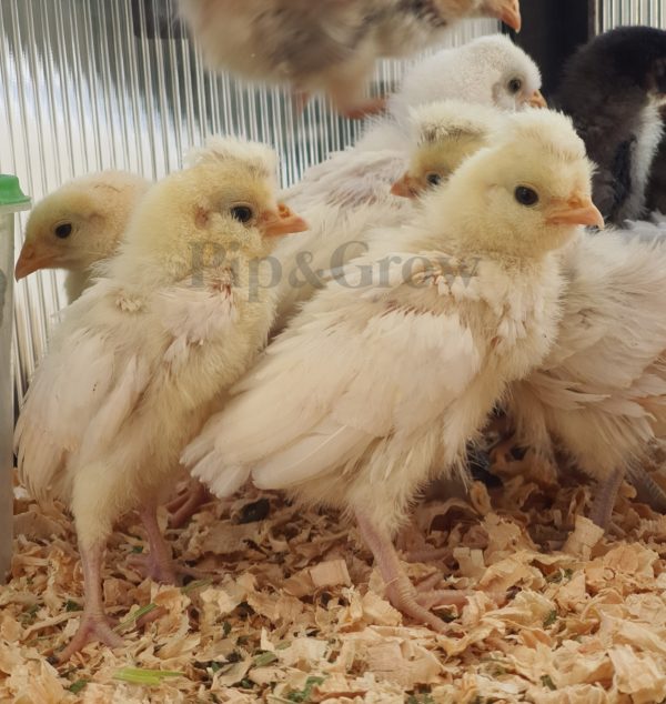 *10/10/2026* SEXED Chicks - Image 19