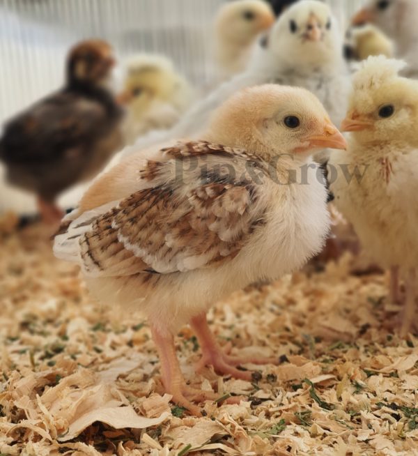 *10/10/2026* SEXED Chicks - Image 14