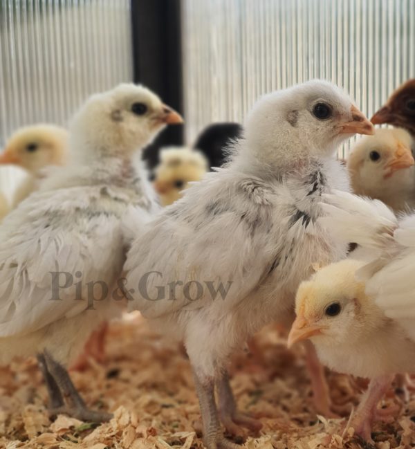 *10/10/2026* SEXED Chicks - Image 16