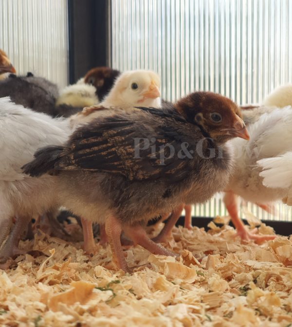 *10/10/2026* SEXED Chicks - Image 17