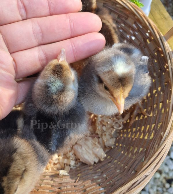 *ORDER CLOSED* Cream Legbar Fertile Egg (each) - Image 19
