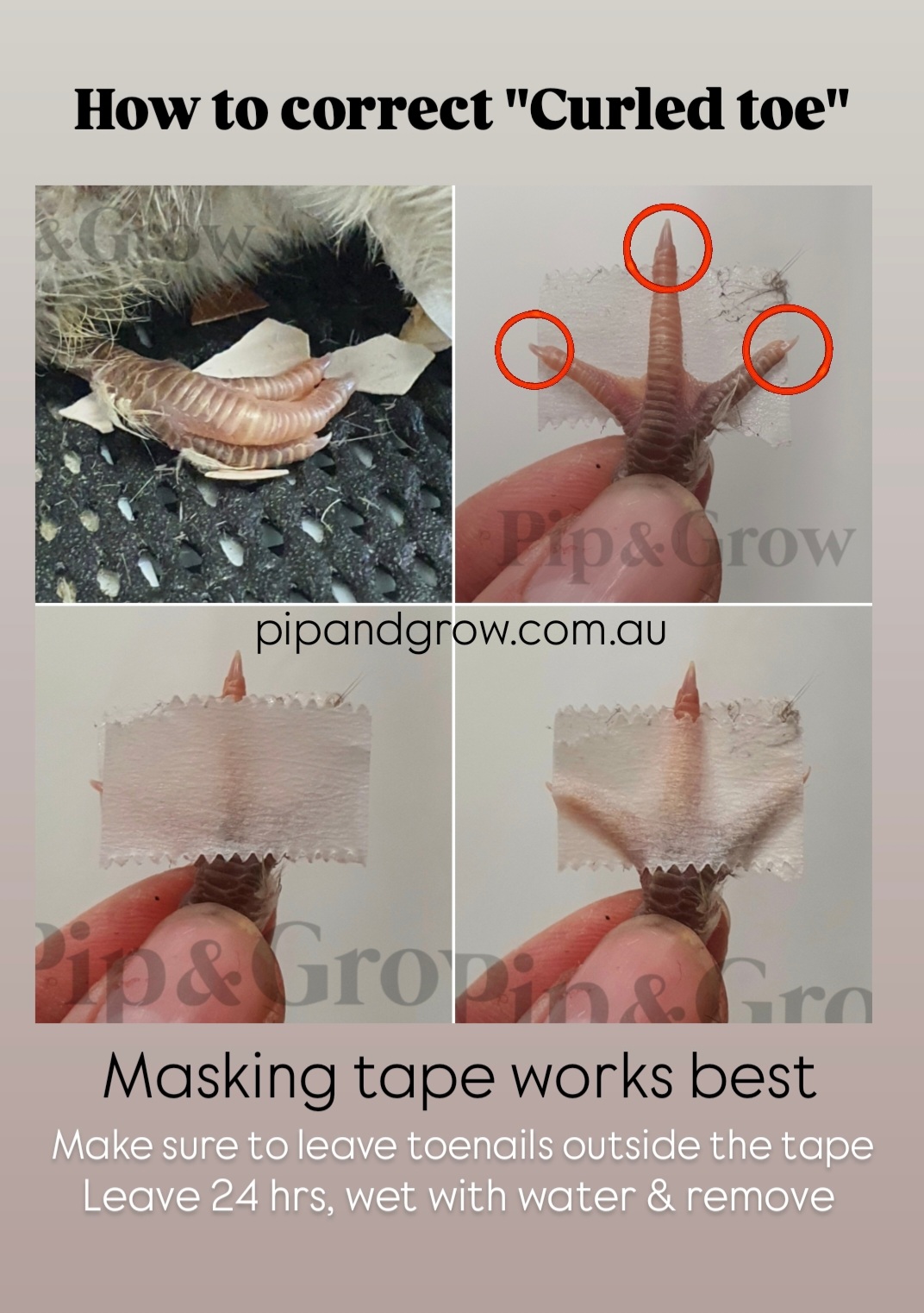 How to Fix Curled Toes in Chicks