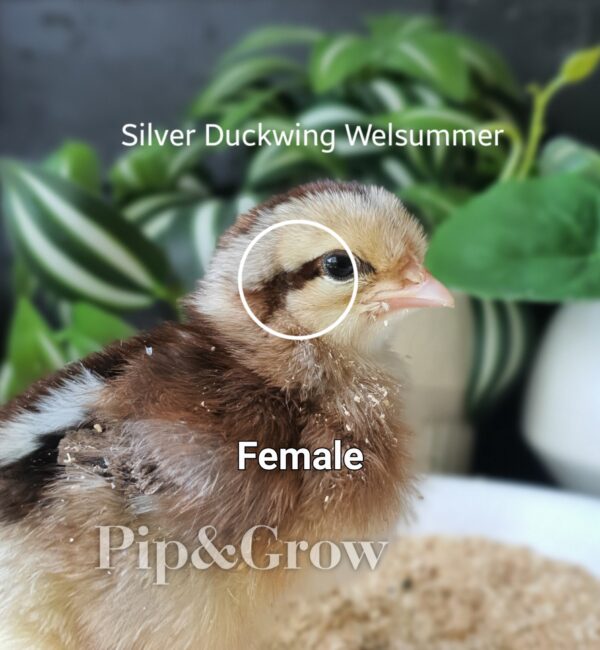*ORDER CLOSED* Welsummer Fertile Egg (each) - Image 20