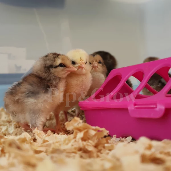 Chick Feeder - Image 8