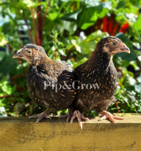 6weeks+Ready for coop - Image 6