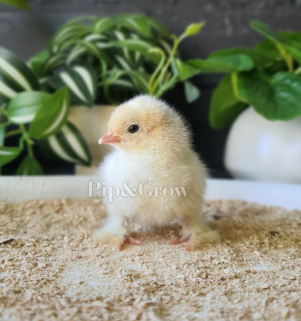 *ORDER CLOSED* Pekin Millefleur & Porcelain Fertile egg (each) - Image 4