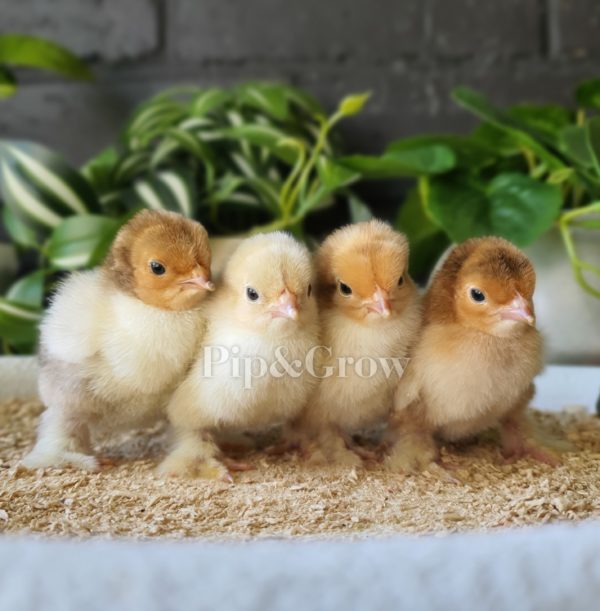 *ORDER CLOSED* Pekin Millefleur & Porcelain Fertile egg (each) - Image 3