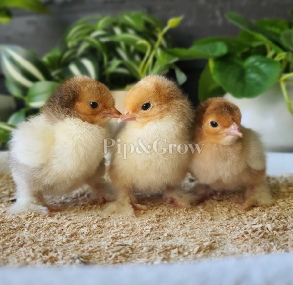 *ORDER CLOSED* Pekin Millefleur & Porcelain Fertile egg (each) - Image 10